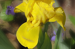 iris brassie