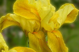 iris jaune ocre