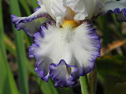 iris germanica Cartouche,